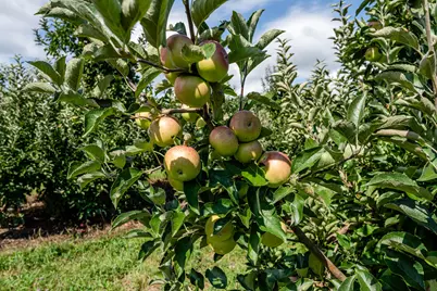 1955 Angling Road, Watervliet, MI 49098 - Photo 53