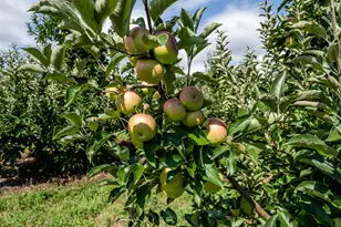 1955 Angling Rd, Watervliet, MI 49098 - Photo 53