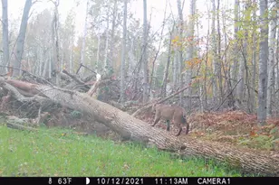 1609 S Sage Lake Rd, Hale, MI 48739 - Photo 139