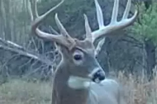 9283 Willow Rd, Bitely, MI 49309 - Photo 59