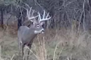 9283 Willow Rd, Bitely, MI 49309 - Photo 53