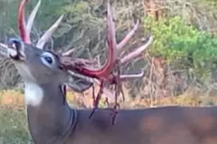 9283 Willow Rd, Bitely, MI 49309 - Photo 49