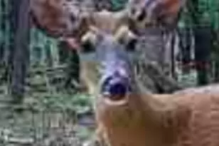 9283 Willow Rd, Bitely, MI 49309 - Photo 21