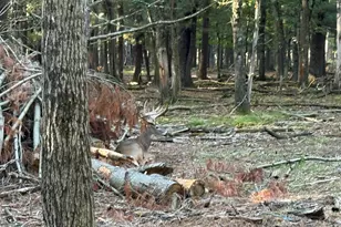 9283 Willow Rd, Bitely, MI 49309 - Photo 11