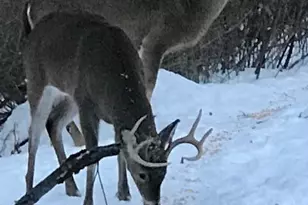 29050 Wilderness Dr, Sturgis, MI 49091 - Photo 41