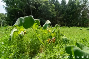 4751 S Johnson Rd, Gowen, MI 49326 - Photo 135