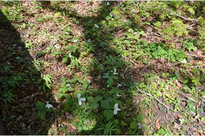 2255 River Road, Hastings, MI 49058 - Photo 83