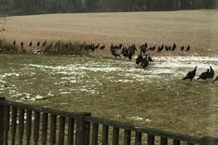 2255 River Rd, Hastings, MI 49058 - Photo 33