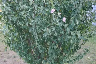 545 E Streambank St, Newaygo, MI 49337 - Photo 11