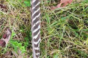 4869 E Free Soil Rd, Free Soil, MI 49411 - Photo 19