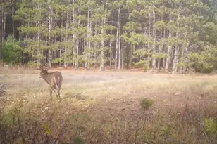 7200 E 46 Rd, Cadillac, MI 49601 - Photo 57