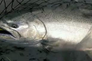 10652 N River Rd, Irons, MI 49644 - Photo 27