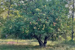 10652 N River Rd, Irons, MI 49644 - Photo 3