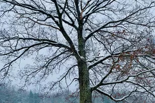 10652 N River Rd, Irons, MI 49644 - Photo 11