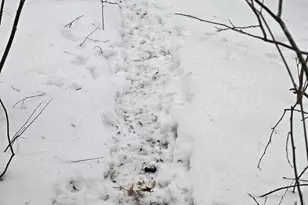 10652 N River Rd, Irons, MI 49644 - Photo 37