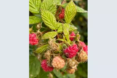 46961 8th Avenue, Bloomingdale, MI 49026 - Photo 29