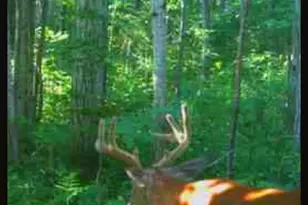 10544 N Lazy Ln, Bitely, MI 49309 - Photo 29