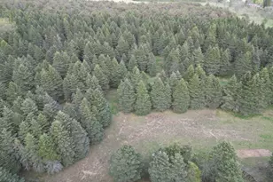 20803 Grandville Rd, Big Rapids, MI 49307 - Photo 27