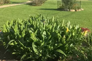 2725 Cooley Lake Rd, Highland, MI 48356 - Photo 43