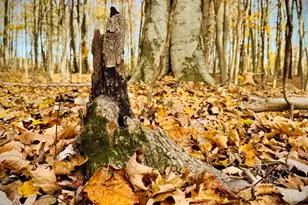 6629 W East Rd, Three Oaks, MI 49128 - Photo 31