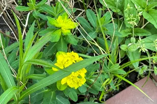 6629 W East Rd, Three Oaks, MI 49128 - Photo 37