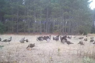 7200 E 46 Rd, Cadillac, MI 49601 - Photo 37