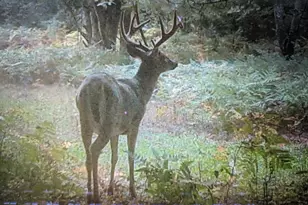 V/L 118A E Townline Rd, Free Soil, MI 49411 - Photo 43