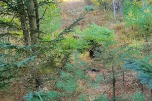 V/L 118A E Townline Rd, Free Soil, MI 49411 - Photo 29