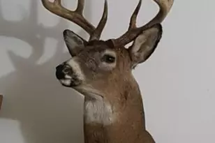 V/L 118A E Townline Rd, Free Soil, MI 49411 - Photo 23