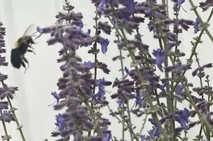 3517 Pinewood Trail, Holton, MI 49425 - Photo 11