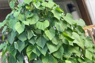 3517 Pinewood Trail, Holton, MI 49425 - Photo 7