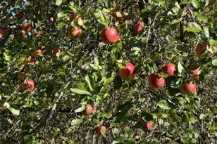 4185 N Taylor Rd, Branch, MI 49402 - Photo 53