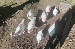 2348 Segwun Ave SE, Lowell, MI 49331 - Photo 37