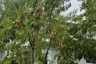 2348 Segwun Ave SE, Lowell, MI 49331 - Photo 31