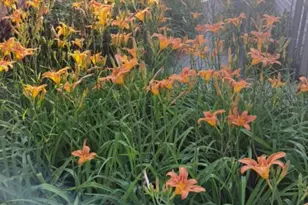 134 N 5th St NE, Cedar Springs, MI 49319 - Photo 29