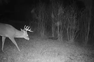 1570 Ryno Rd, Big Creek, MI 48636 - Photo 53