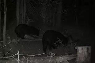 1570 Ryno Rd, Big Creek, MI 48636 - Photo 49