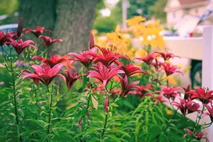 289 Lyon Lake Rd, Marshall, MI 49068 - Photo 65