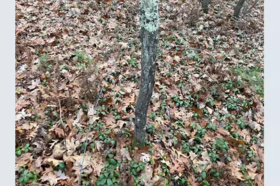 V/L Forest Service 8433/Pomeroy Sp, Irons, MI 49644 - Photo 9