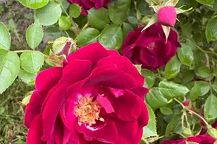 5541 Eric St, Allendale, MI 49401 - Photo 9