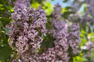 5541 Eric St, Allendale, MI 49401 - Photo 7