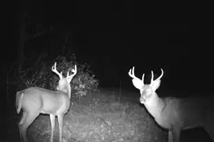 V/L Rybicki Rd, Free Soil, MI 49411 - Photo 5