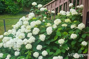 5382 Pinnacle Dr SW, Wyoming, MI 49519 - Photo 59