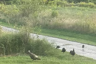 8885 Burmeister Rd, Saline, MI 48176 - Photo 75