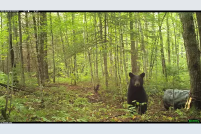 6392 Old U.S. 45, Watersmeet, MI 49969 - Photo 3