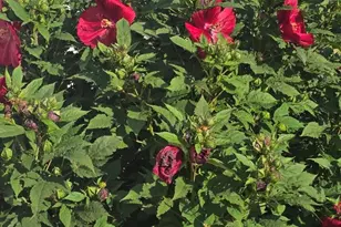 2940 Eldora Ct SW, Byron Center, MI 49315 - Photo 15