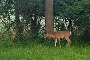 208 Glasgow Rd, Jackson, MI 49201 - Photo 71