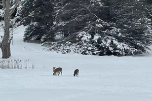 110 Bedford Ct, Cadillac, MI 49601 - Photo 15