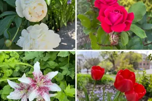 1228 Spring Ave NE, Grand Rapids, MI 49505 - Photo 33