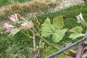 V/L Scottdale Rd, Berrien Springs, MI 49103 - Photo 9